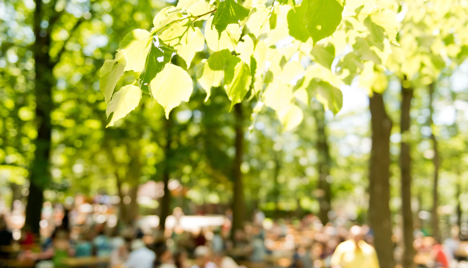 Grüne Blätter im Sonnenlicht, im Hintergrund verschwommen eine Menschenmenge
